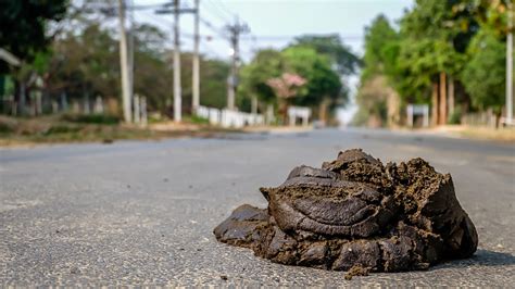 Stinky Poo In Middle Of The Road Stock Photo - Download Image Now - iStock