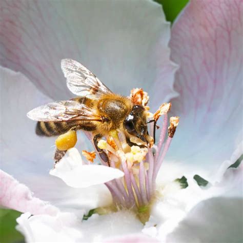 Honey Bee Pollination - Carolina Honeybees - petsinfo11