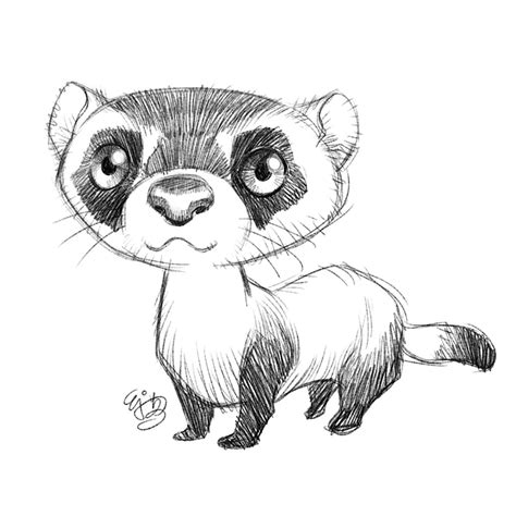 Black Footed Ferret Drawing at GetDrawings | Free download