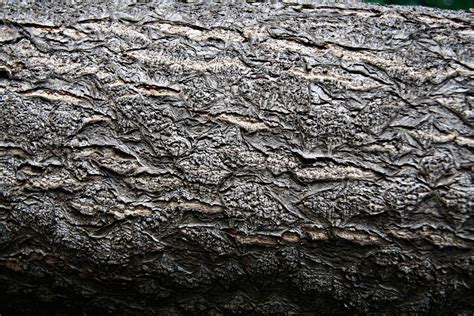 Free photo: Tree trunk texture - Abstract, Timber, Wood - Free Download ...