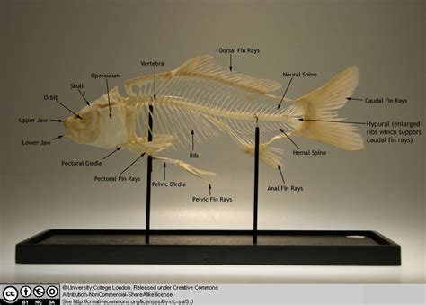 Tuna Fish Skeleton Anatomy