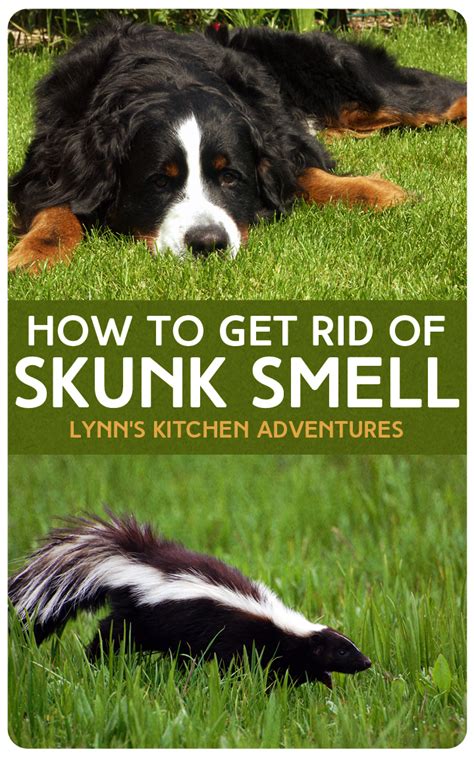 How to get rid of skunk smell