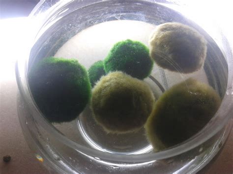 Marimo Care: Sick marimo