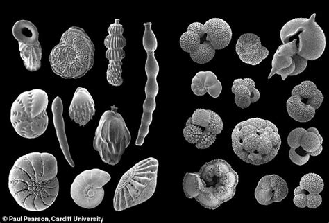 Ancient marine fossils used to study previous global warming events - ReadSector