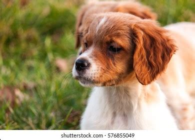 Epagneul Breton Puppy Stock Photo 576855049 | Shutterstock