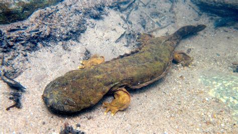 Hellbender salamander facts, giant salamanders species