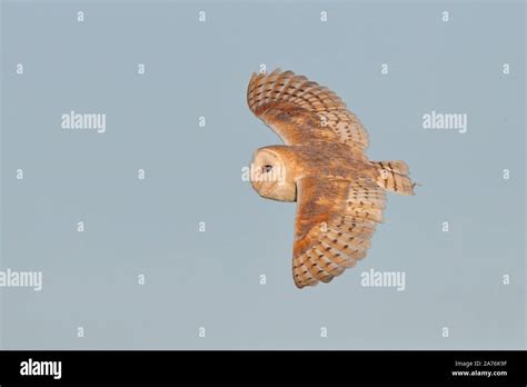 Hunting Barn Owl Stock Photo - Alamy