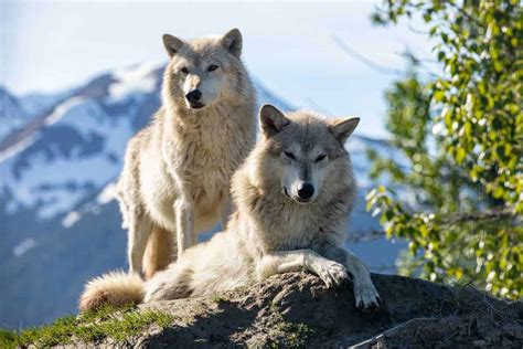 Wolves - Alaska Wildlife Conservation Center