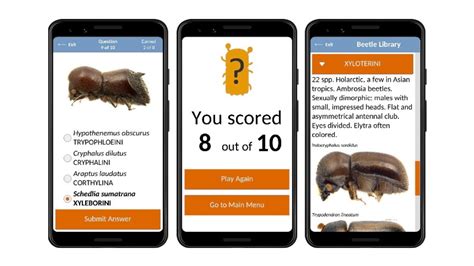 ERUDITUS Bark Beetle Identification Training App - PitchTube