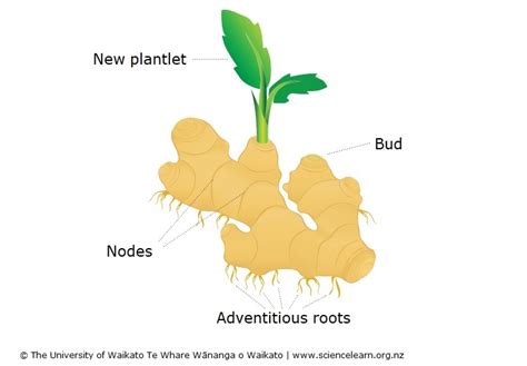 Rhizomes Plant