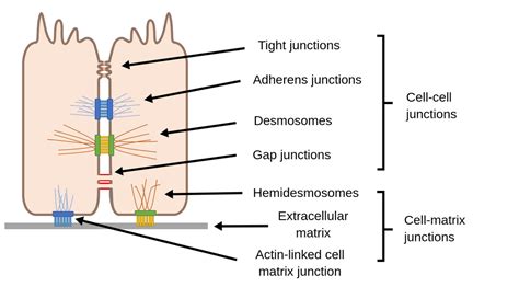 Desmosomes Tight Junctions And Gap Junctions