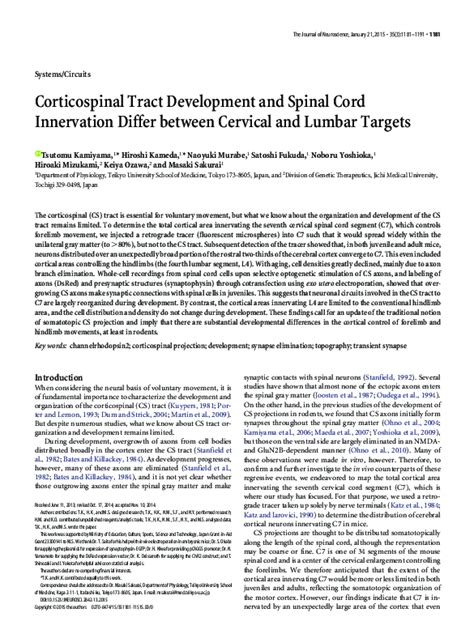 (PDF) Corticospinal tract development and spinal cord innervation differ between cervical and ...