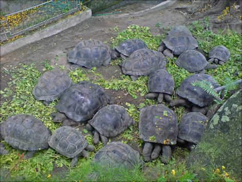 File:Aldabra Giant Tortoise.jpg - Wikipedia, the free encyclopedia