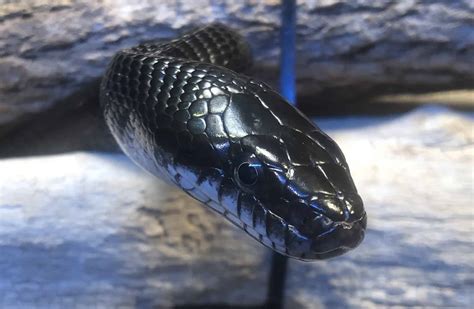 Black Rat Snake - WNC Nature Center