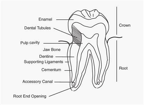 Dentinal Tubules On A Tooth, HD Png Download - kindpng