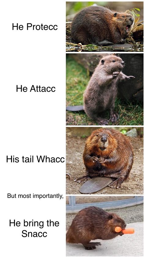 Beaver memes are the future : r/memes