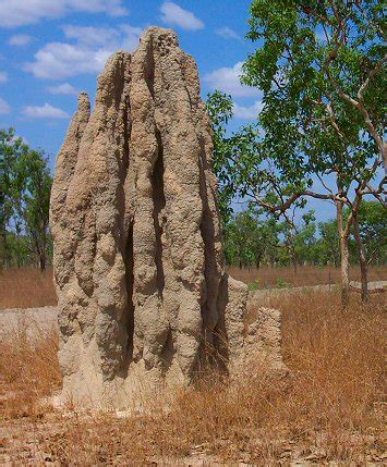 Termite hill mounds Northern Territory Australia