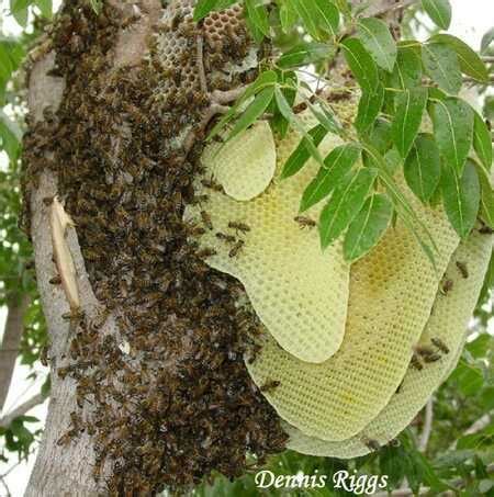 Bee Swarm & Bee Hive Removal Phoenix AZ — Responsible Pest Control Mesa ...