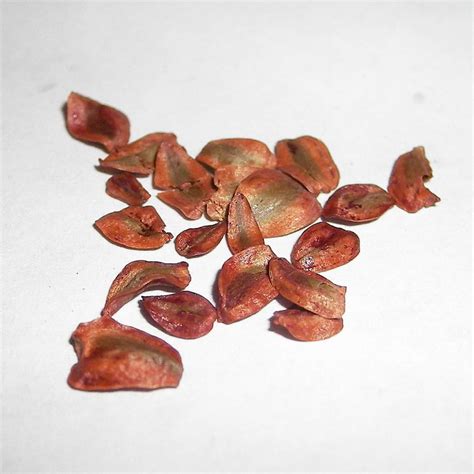 Coast Redwood Seeds - Sequoia sempervirens from a UK specialist