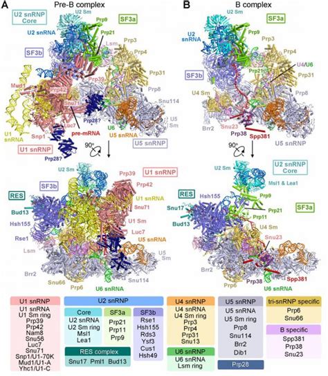 Revealed Structures of the Fully Assembled Spliceosome before Activation – Creative Biostructure ...