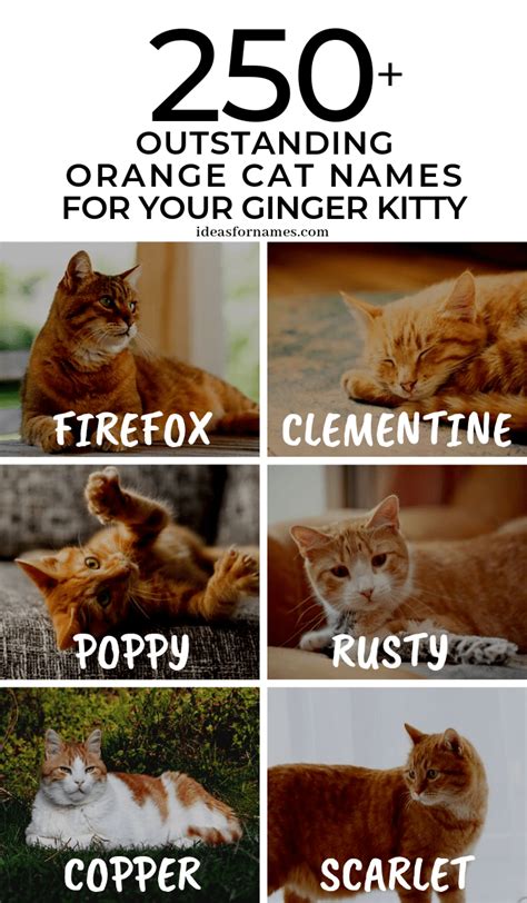 250+ Outstanding Orange Cat Names Perfect For Your Ginger Kitty