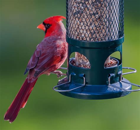 7 Best Bird Feeders for Cardinals [2022 Reviews & Guide] - Birdwatching ...