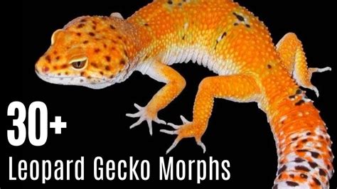 Rare Leopard Gecko Morphs