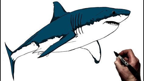 How To Draw A Great White Shark Step By Step For Kids