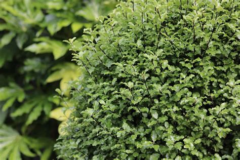 Pittosporum Hedge: 7 Best Pittosporum Varieties For Hedges