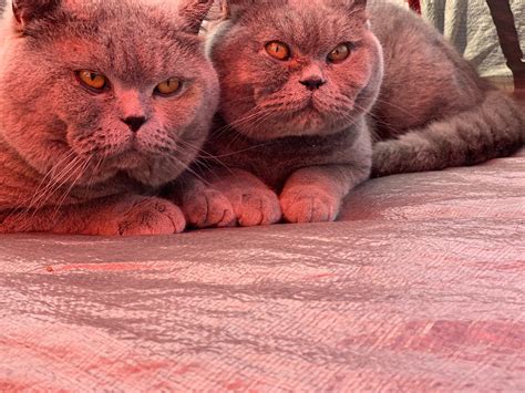 British Shorthair Cats For Sale | New Haven, MS #344357