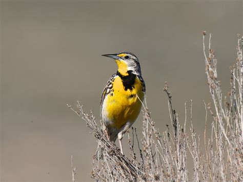 What is the State Bird of Kansas? (And Why?) | Birdfact