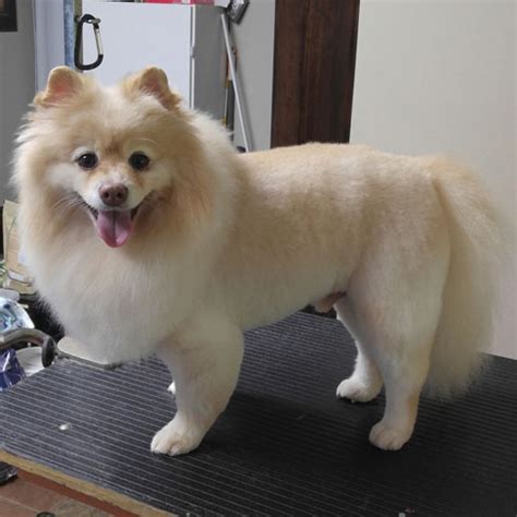 Groomerisms and the Art of Zen: Grooming How-To: Lion Clip on a Pomeranian and Cats