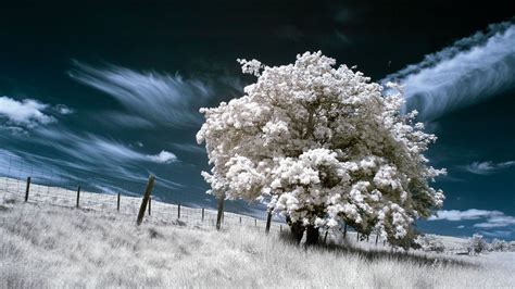 The best infrared filter in 2024 | Digital Camera World