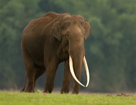 Status of the Asiatic Elephant (Elephas maximus) in India | Conservation India