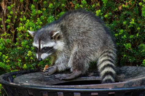 Raccoon In Trash Can Stock Photos, Pictures & Royalty-Free Images - iStock