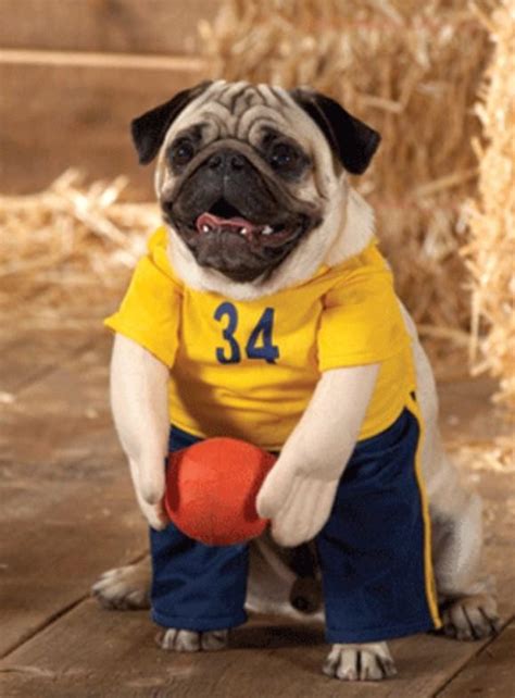 24 Pug Halloween Costumes That Are So Cute We Can’t Even