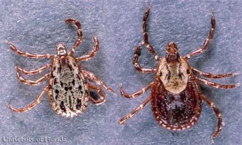 American dog tick - Dermacentor variabilis (Say)