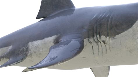 Great White Shark - 3D Model by frezzy