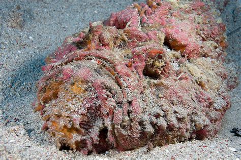 The Oceans Most Venomous Fish - Reef Stonefish