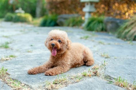 Toy Poodle: Dog Breed Characteristics & Care