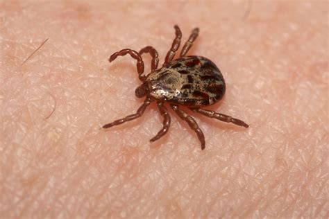 New Dangerous Tick Found In New York State