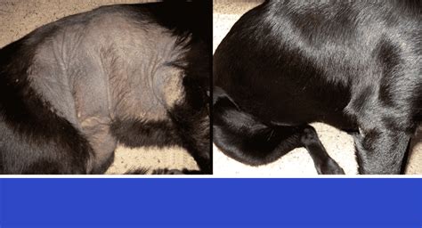 Dog Black Skin Disease or Elephant Skin - Nzymes.COM