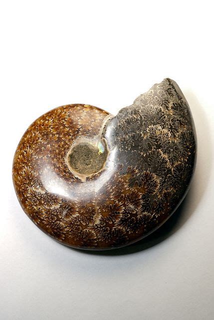 ammonite suture patterns | Ammonite, Fossil, Fossils