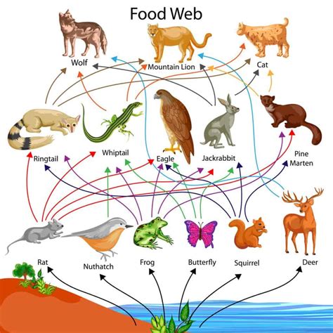 Food Chain vs Food Web: What’s the Difference? - A-Z Animals