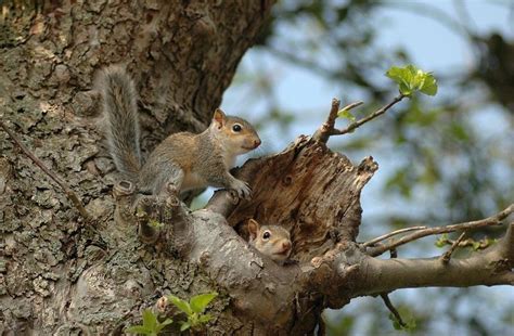 Squirrel Facts, Types, Diet, Lifespan, Habitat, Behavior