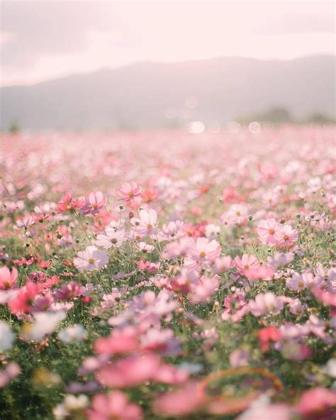 Aesthetic Flowers Pink | Best Flower Site