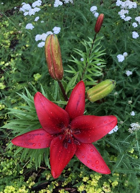 Lilium - Asiatic hybrids (Asian Lily, Asiatic Hybrid Lilies, Asiatic Lilies, Asiatic Lily ...