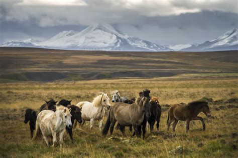 The Annual Horse Roundup at Sauðárkrókúr - Iceland For 91 Days