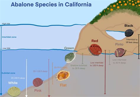 “Why Black Abalone?”: The Duality of Black Abalone in California (U.S. National Park Service)