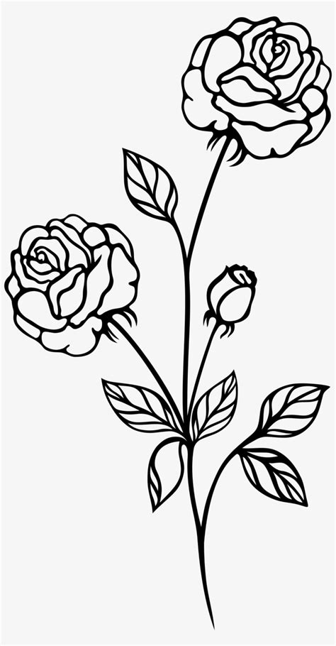 Big Rose Drawing At Getdrawings - Rose Plant Black And White ...